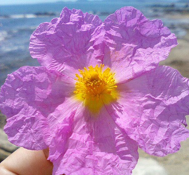 I Document The Scents Of Sardinia To Remember The Smells Of My Land