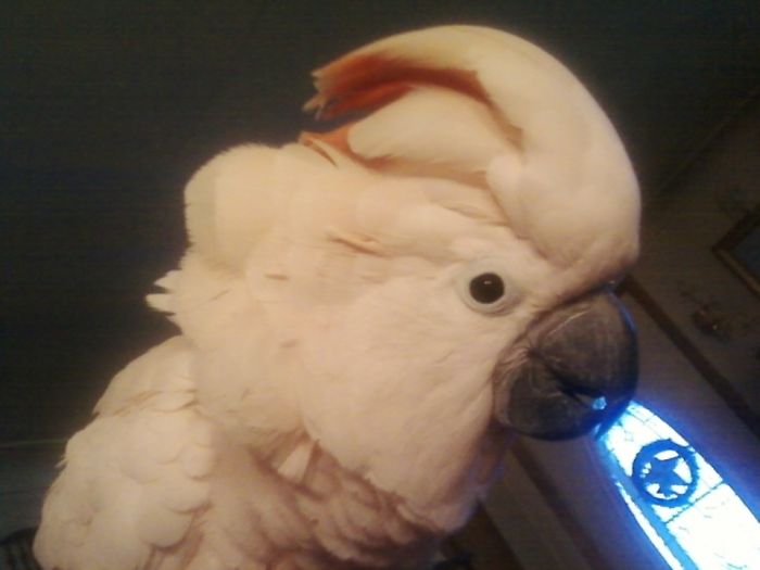 Owie Has A Freeze Ray! The Light That Appears To Be From Her Mouth Is Really The Front Door!