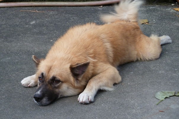 My Dog Huney (chow Chow Mixed Mother + Japanese Spitz Father)
