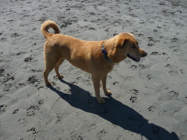 Hannah-- A Chow-lab Mix