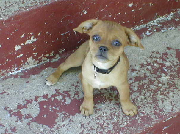 Winnie. Peke A Pin. Pekenese+miniature Pinscher