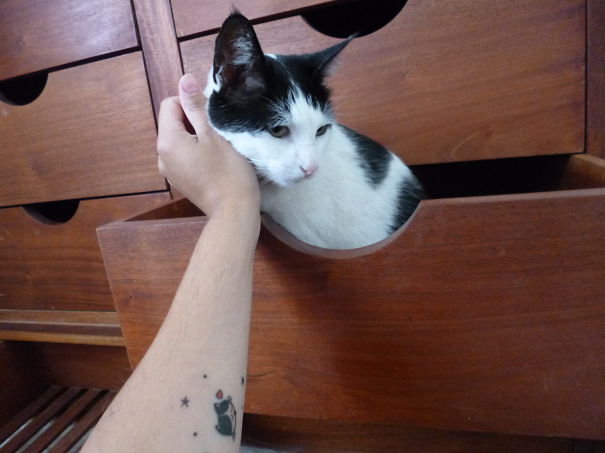 Arm with simple cat tattoo near a black and white cat peeking from a wooden drawer.