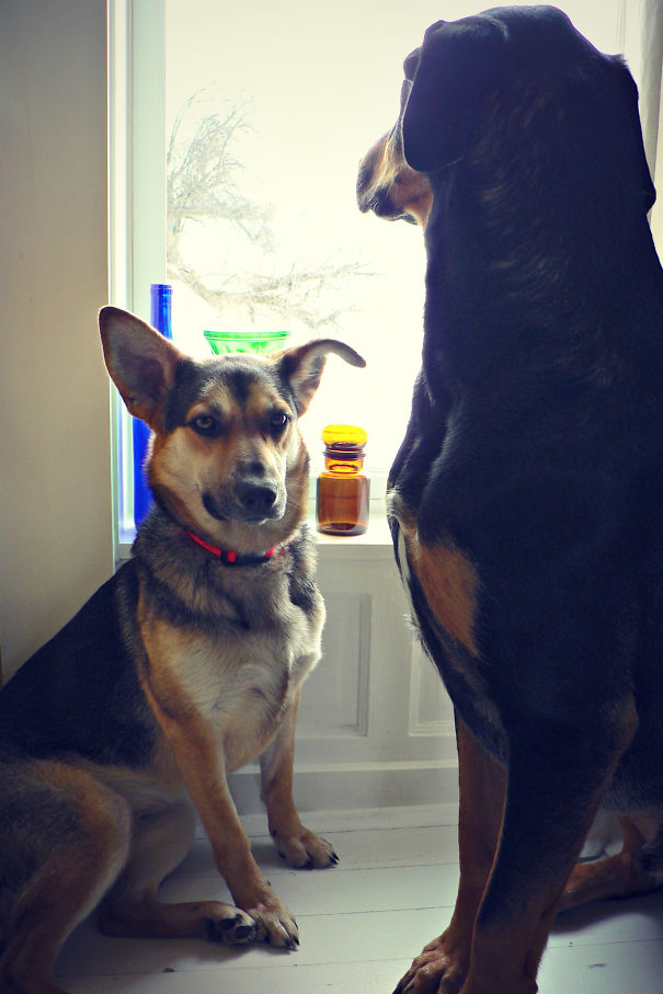 We Don't Know What She Is, But She's Gemma, With Her Brother Steve, A Doberdane.