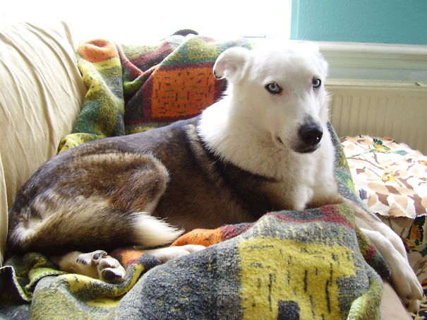 Miko, My Border Collie Husky Mix..