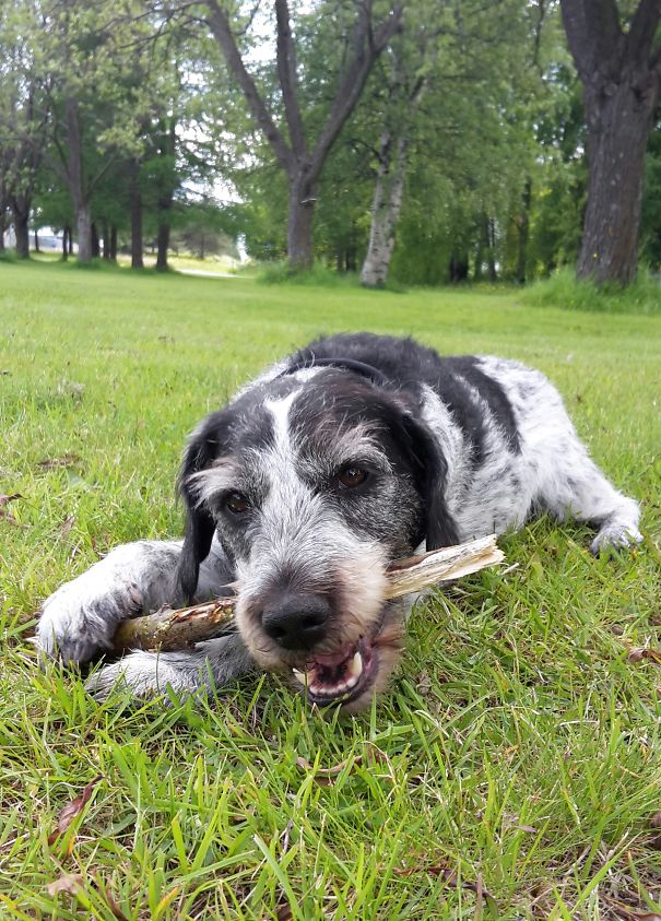 Cocker Spaniel / Jack Russel Terrier Pepe