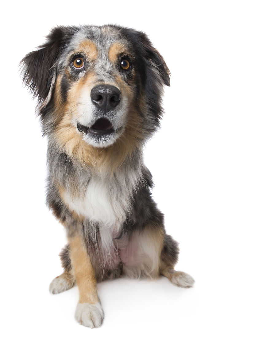 Perfect Imperfection: Photographer Documents The Beauty Of Animals With Disabilities Perfect Imperfection: Photographer Documents The Beauty Of Animals With Disabilities