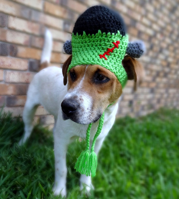 Frankenstein Dog Hat