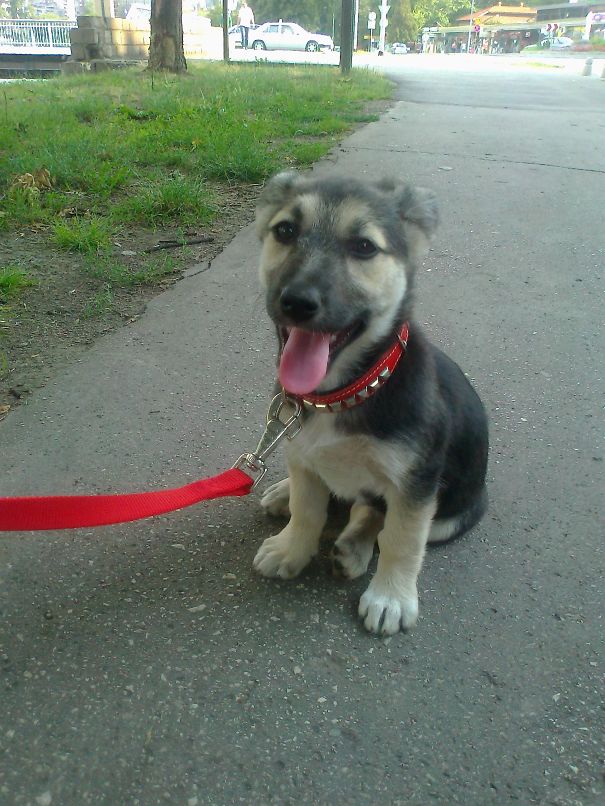 Rea On The Day We Adopted Her! Not Even Sure What Mix Of Breeds She Is...