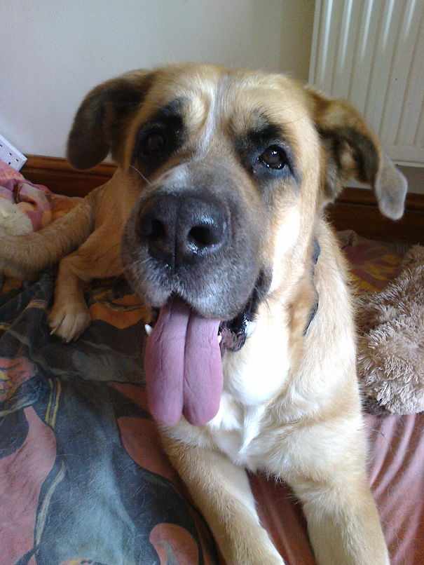 Boo, Our German Shepherd/st. Bernard "st. German" Cross