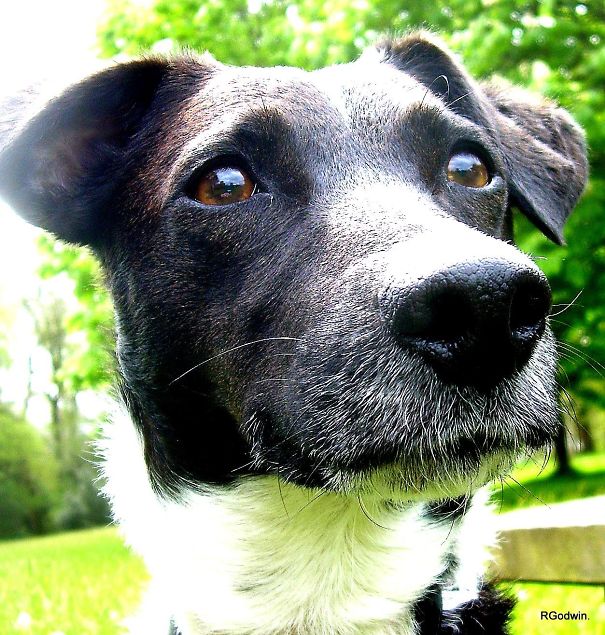 Louie. Jack Russell Terrier X Collie.