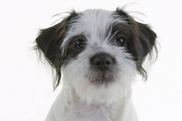 Pippi: Shih-tzu + Lhasa Apso + Chinese Crested