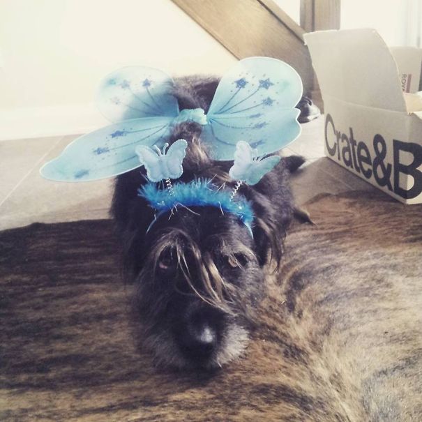 Princess Roscoe = Irish Wolfhound + Labrador Retriever