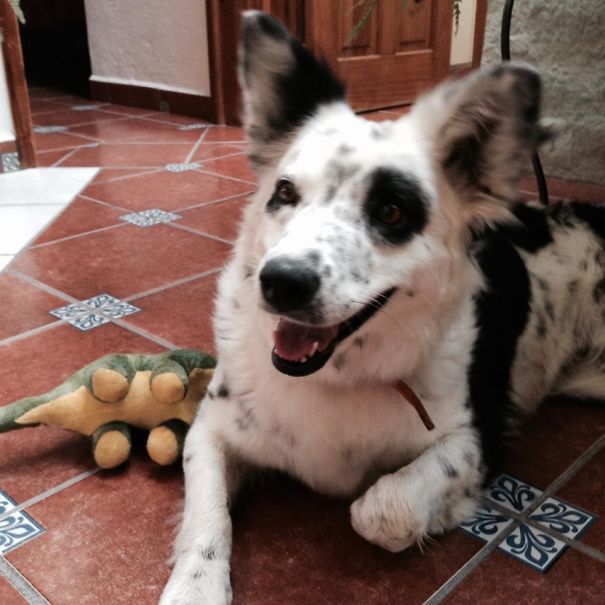 Kajsa (border Collie Mix)