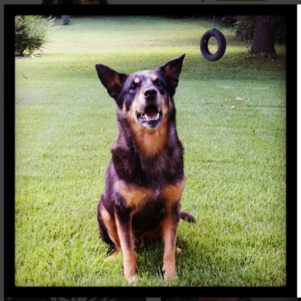 Ralphy- German Shepherd And Aussie Cattle Dog Mix. Pretty Good Looking For 11 1/2, Huh!? :)