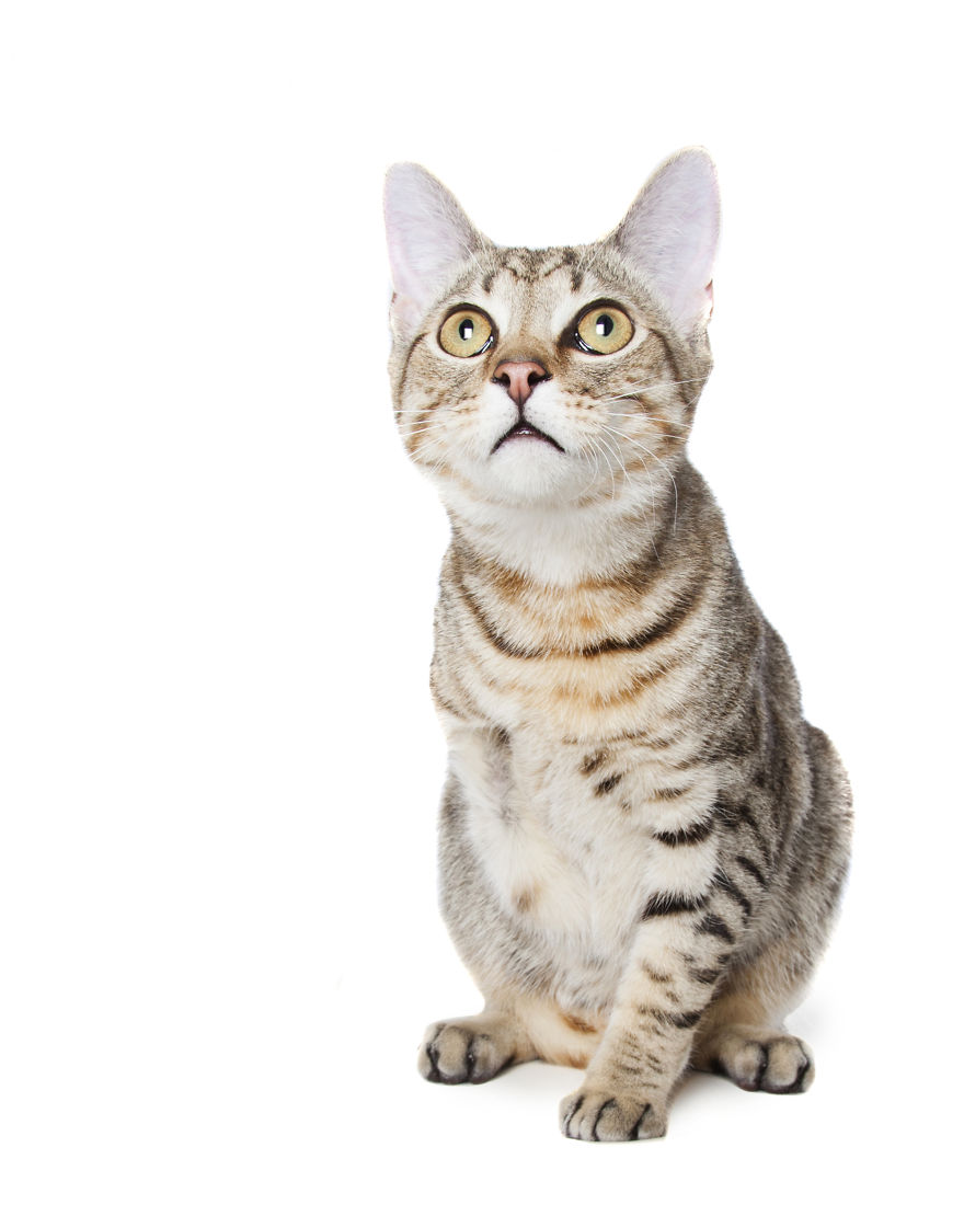 Perfect Imperfection: Photographer Documents The Beauty Of Animals With Disabilities Perfect Imperfection: Photographer Documents The Beauty Of Animals With Disabilities