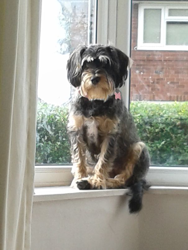 This Is The Ever Adorable Schuto The Schnocker (miniature Schnauzer / Cocker Spaniel)