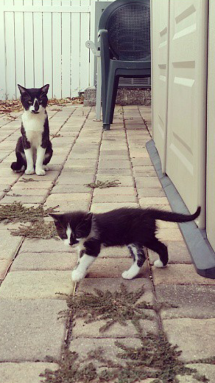 Scar Watching Stanley