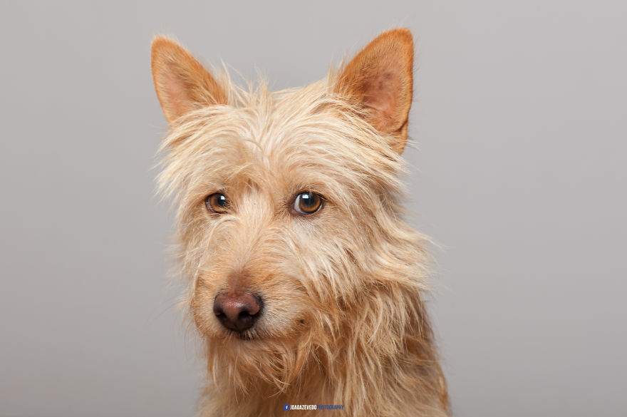 Shelter Dogs Photo Shooting