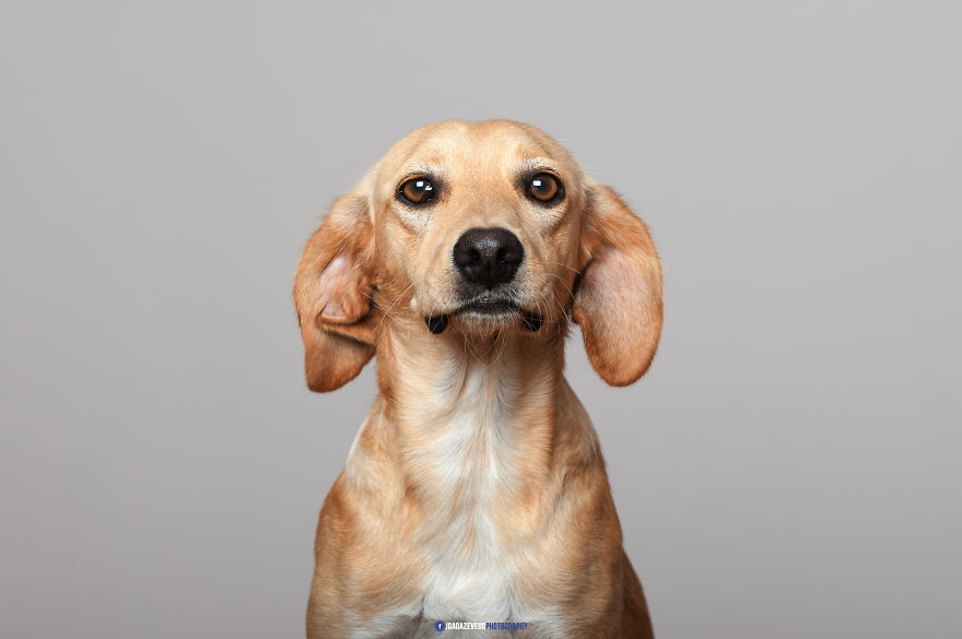 Shelter Dogs Photo Shooting