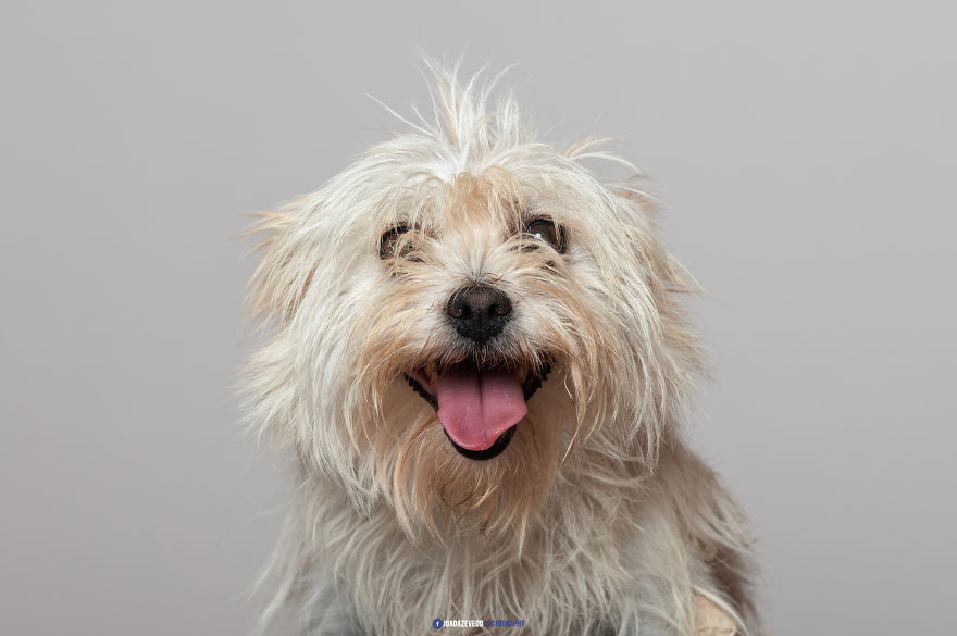 Shelter Dogs Photo Shooting