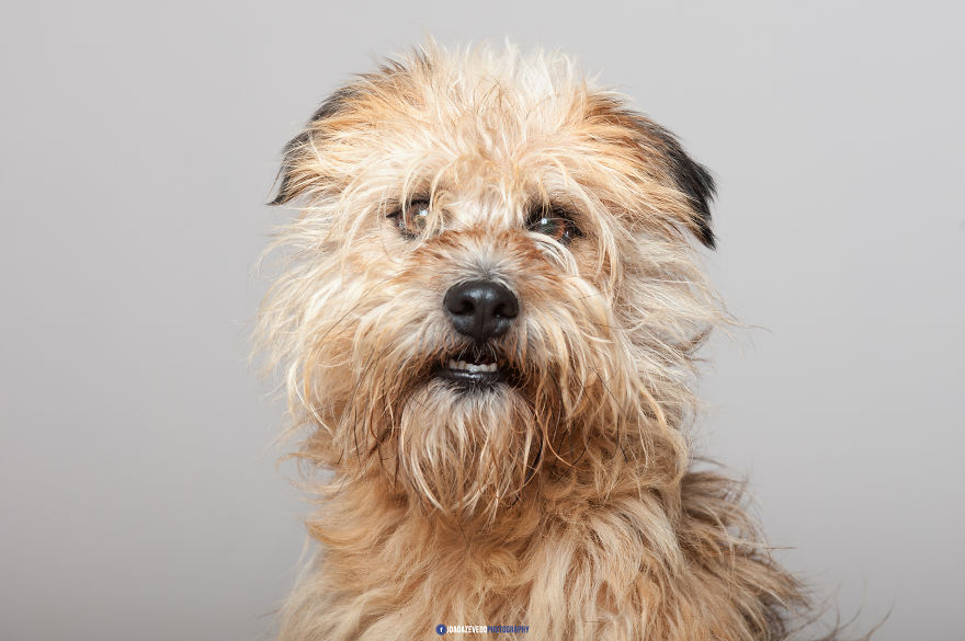 Shelter Dogs Photo Shooting