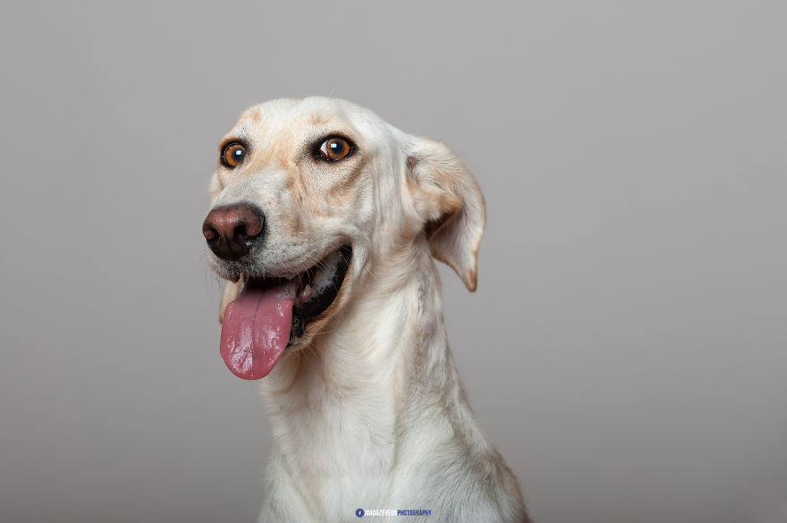 Shelter Dogs Photo Shooting