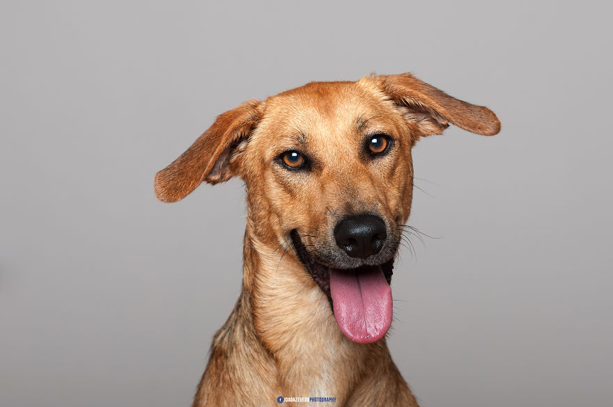 Shelter Dogs Photo Shooting