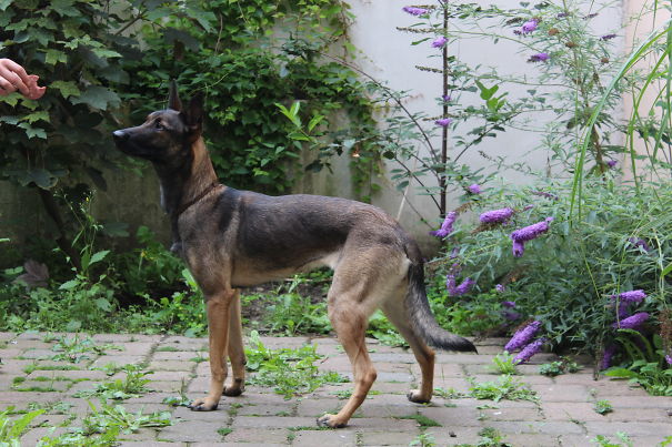 Shenzi Malinois(belgian Shepard) X Nederlandse Herder(dutch Shepard)