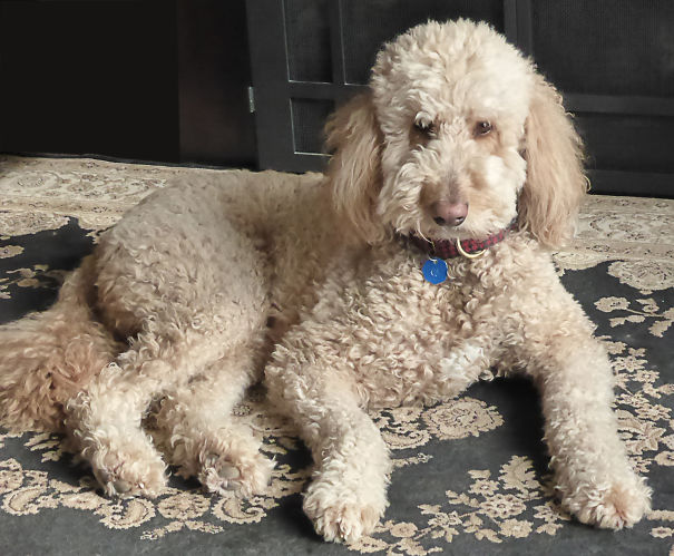 Beautiful Teddy At 6 Years (golden Retriever And Standard Poodle)