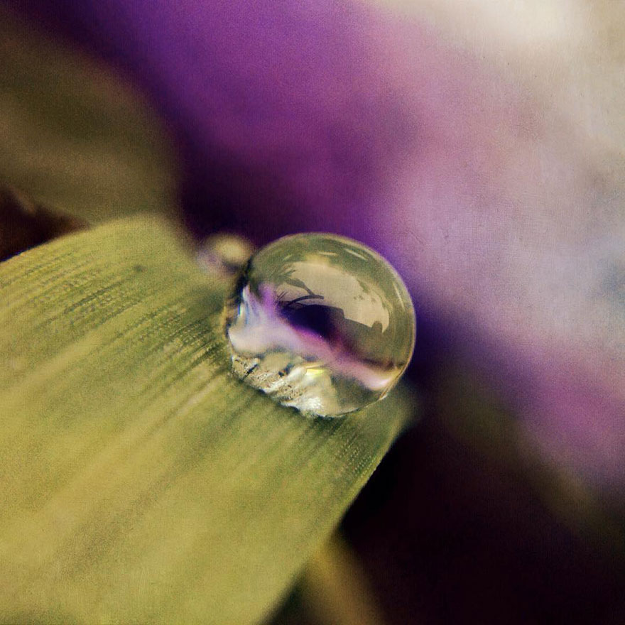 I Capture The Worlds Beneath Our Feet Using My Iphone And A Small Macro Lens I Capture The Worlds Beneath Our Feet Using My Iphone And A Small Macro Lens