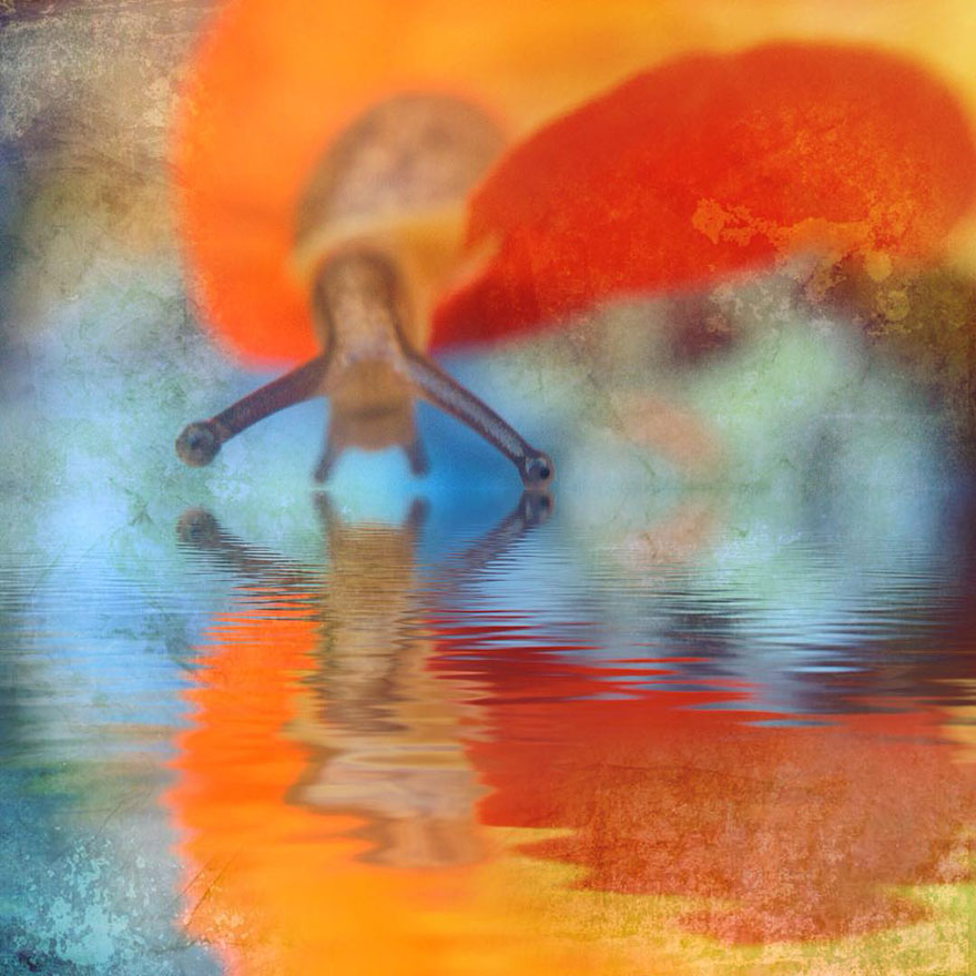 I Capture The Worlds Beneath Our Feet Using My Iphone And A Small Macro Lens I Capture The Worlds Beneath Our Feet Using My Iphone And A Small Macro Lens