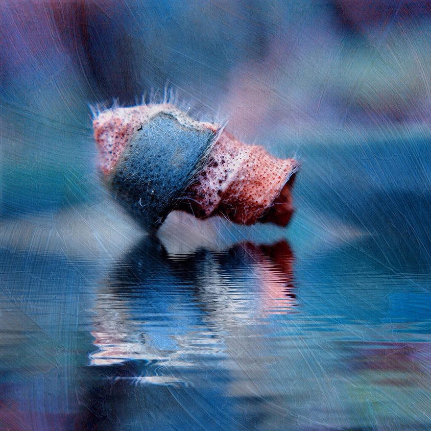 I Capture The Worlds Beneath Our Feet Using My Iphone And A Small Macro Lens I Capture The Worlds Beneath Our Feet Using My Iphone And A Small Macro Lens