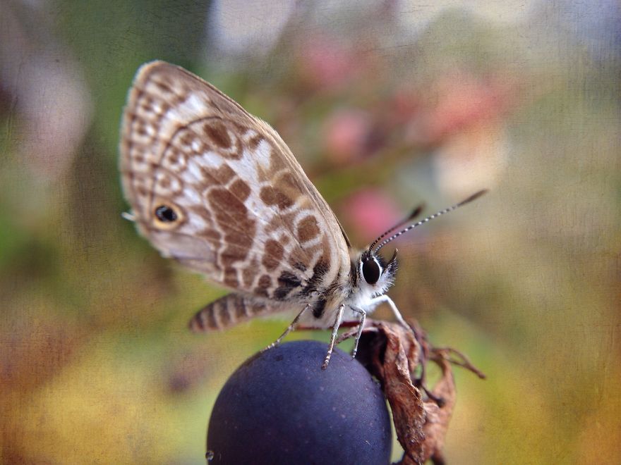 I Capture The Worlds Beneath Our Feet Using My Iphone And A Small Macro Lens I Capture The Worlds Beneath Our Feet Using My Iphone And A Small Macro Lens