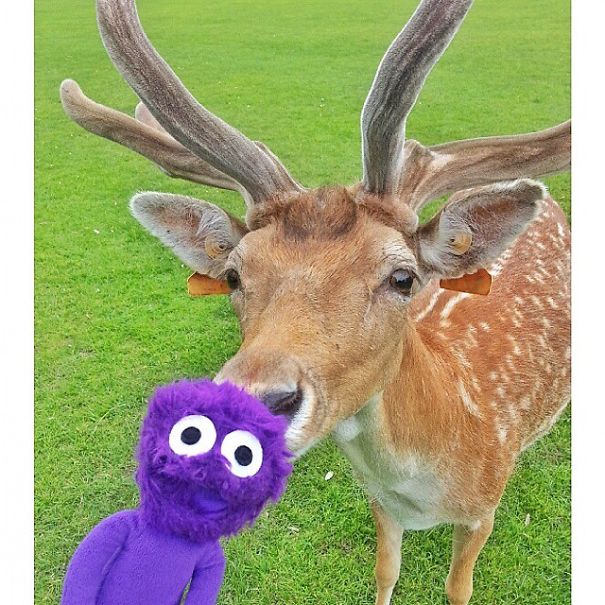 The Cutest Instagram Muppet You Should Definitely Meet