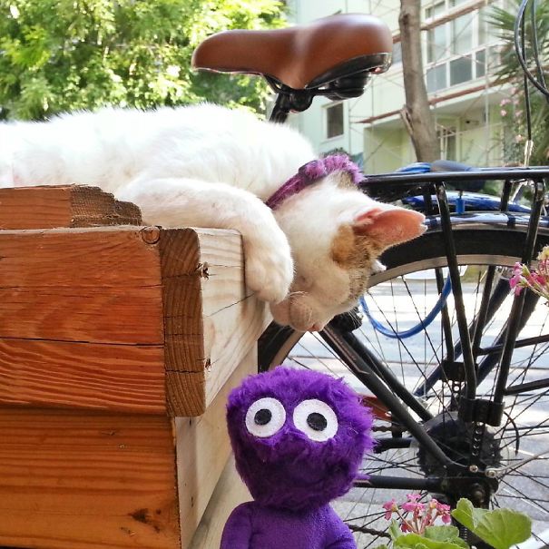 The Cutest Instagram Muppet You Should Definitely Meet