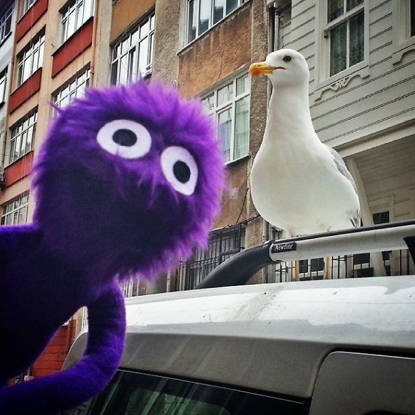 The Cutest Instagram Muppet You Should Definitely Meet