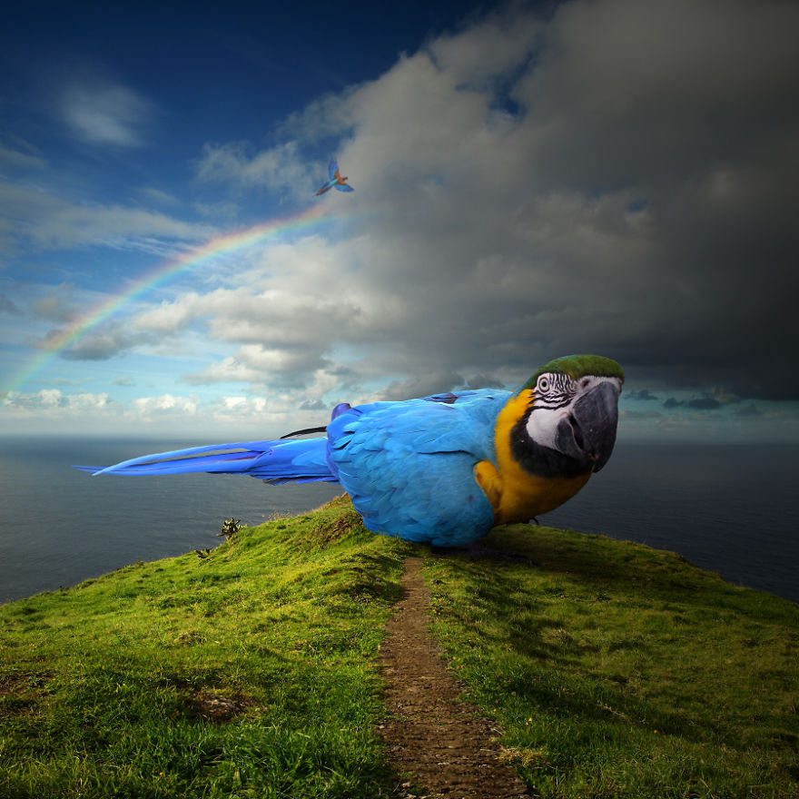 I Create Surreal Worlds For Animals To Live In Without Cruelty