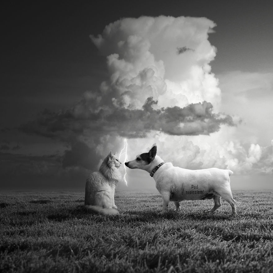 I Create Surreal Worlds For Animals To Live In Without Cruelty