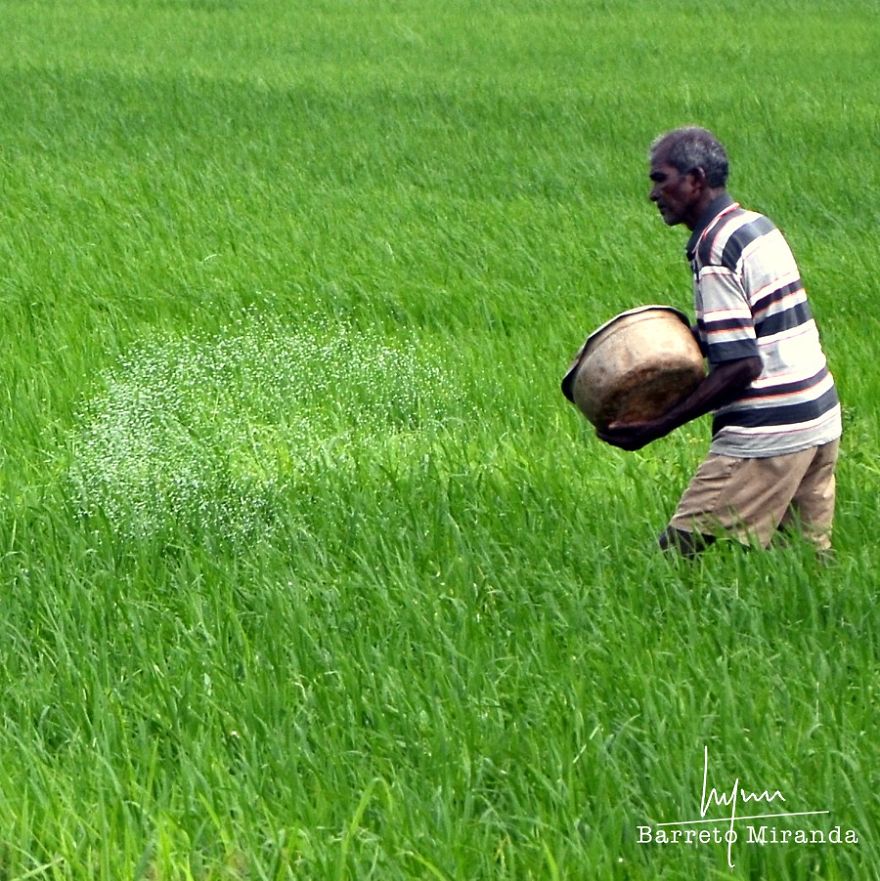 Traditional Goan Occupations