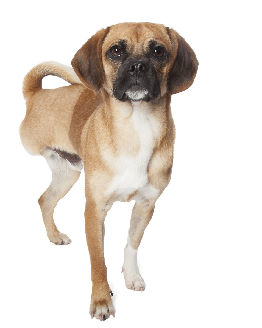 Perfect Imperfection: Photographer Documents The Beauty Of Animals With Disabilities Perfect Imperfection: Photographer Documents The Beauty Of Animals With Disabilities