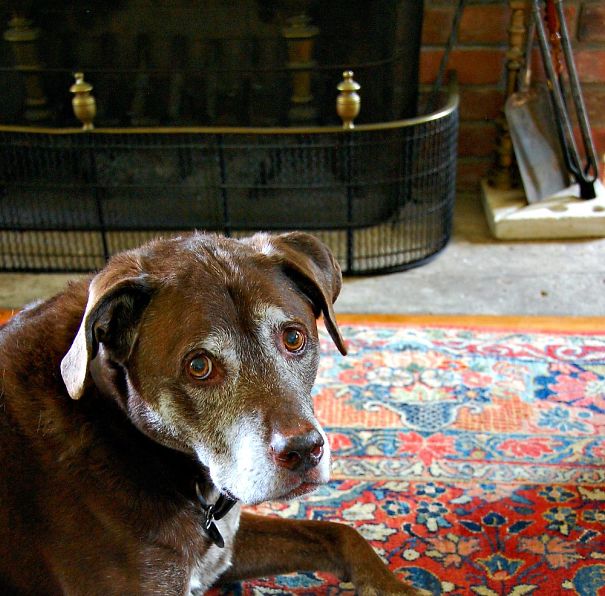 Webster - A Pit Bull Chocolate Lab Mix - 13 Years Young - The Best!
