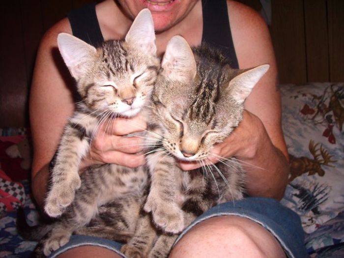 Noisy Boy And His Moma Tiger