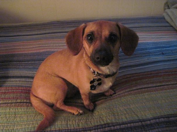 Winky The Chiweenie. Chihuahua Dachshund Mix