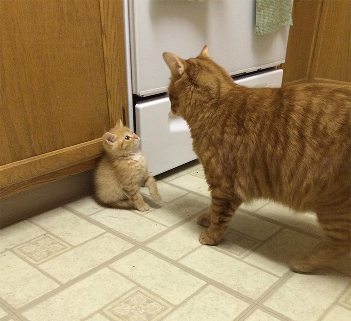 I Adopted A New Kitten Yesterday. He May Have Been A Little Intimidated By My Current Cat