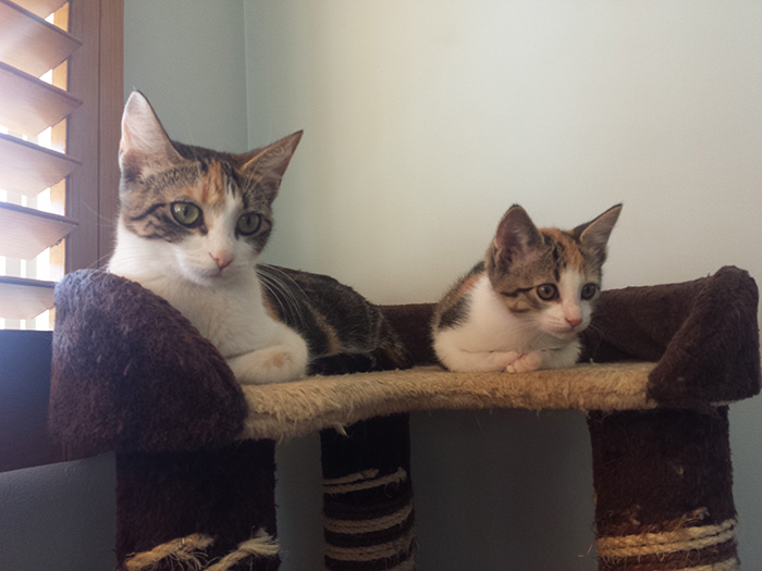 Kitten With The Momma Cat Version 2.0