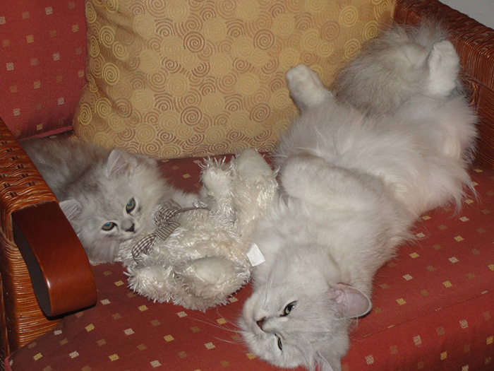 My Cat And Her 1 Month Old Kitten