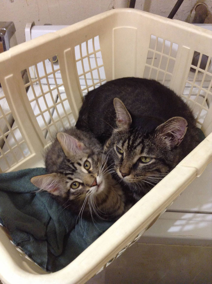 My Kitten Ditto And Cat Maximus