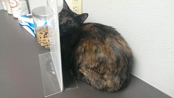 If The Vet Can't See Me She Can't Give Me A Shot, Right Mom?