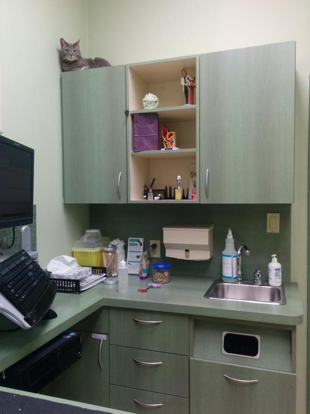 This Cat Don't Want To Be Reached