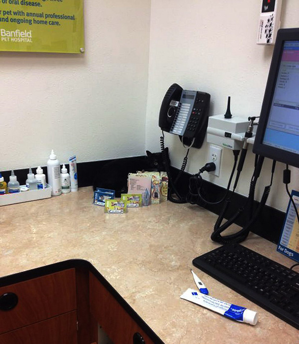 Visiting The Vet.ninja Stealth Mode Activated.